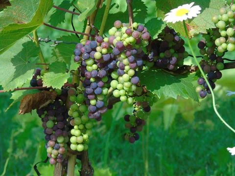 Domaine Small