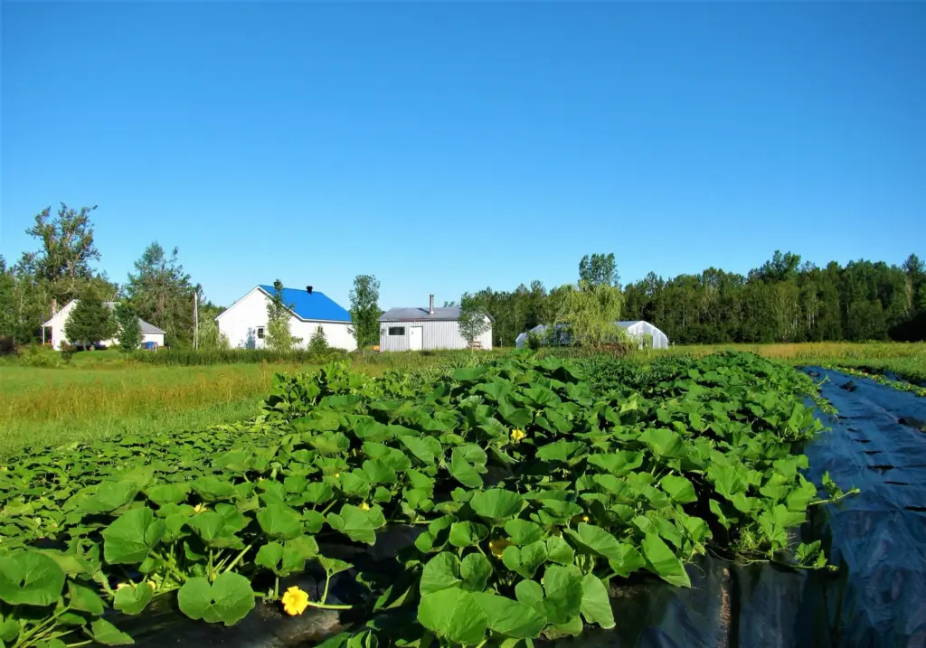 Ferme de la Rondine S.E.N.C.,Saint-Janvier-de-Joly