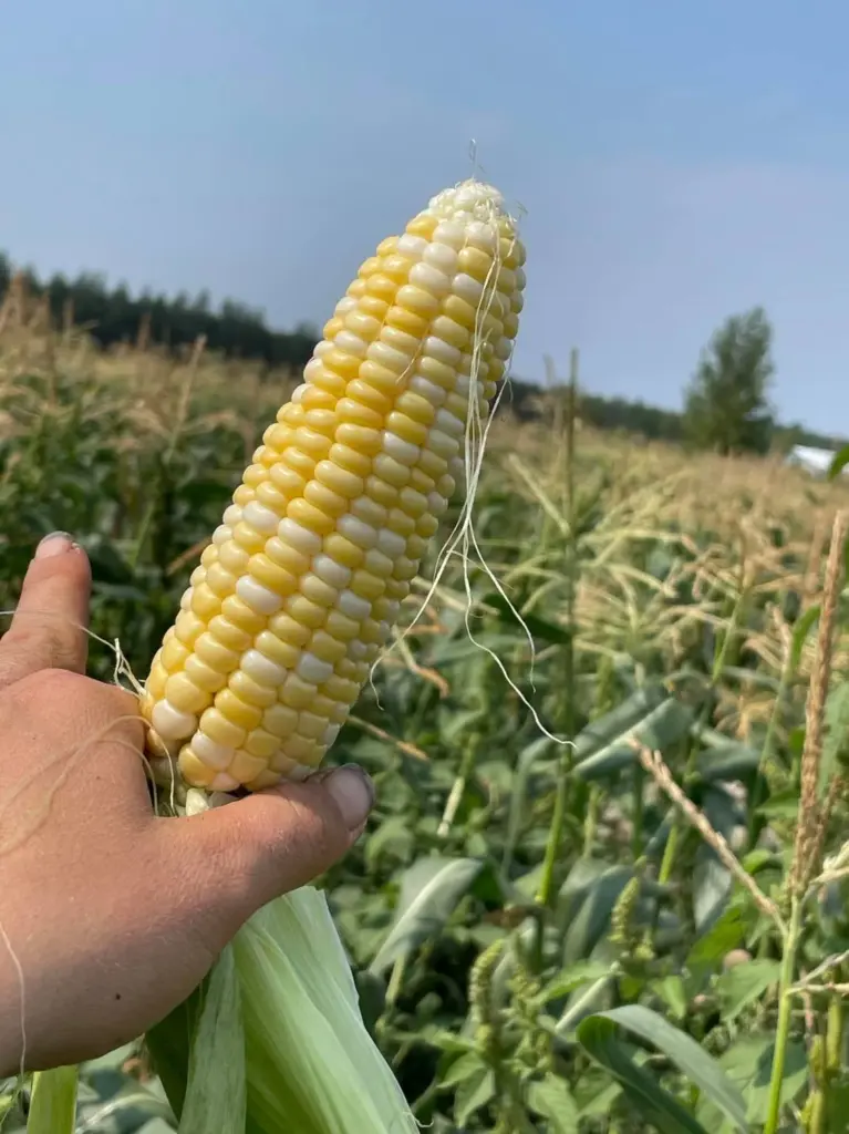 Ferme Hantée,Lotbinière