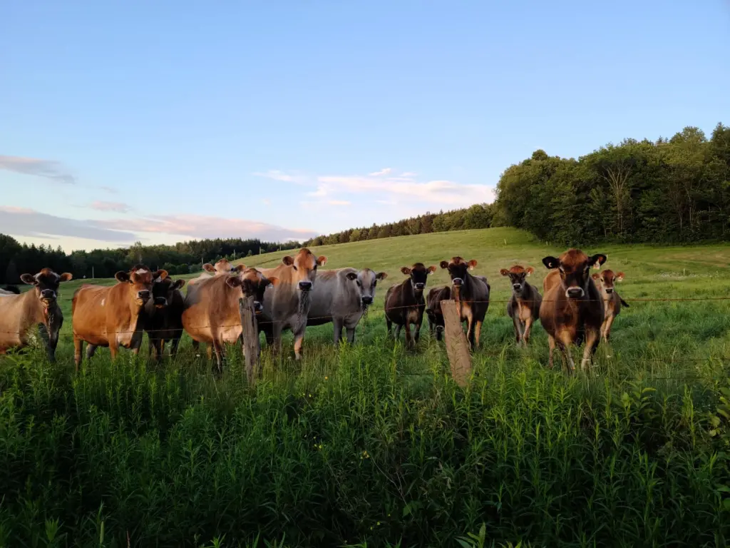 Ferme Jersbi,Saint-Sylvestre
