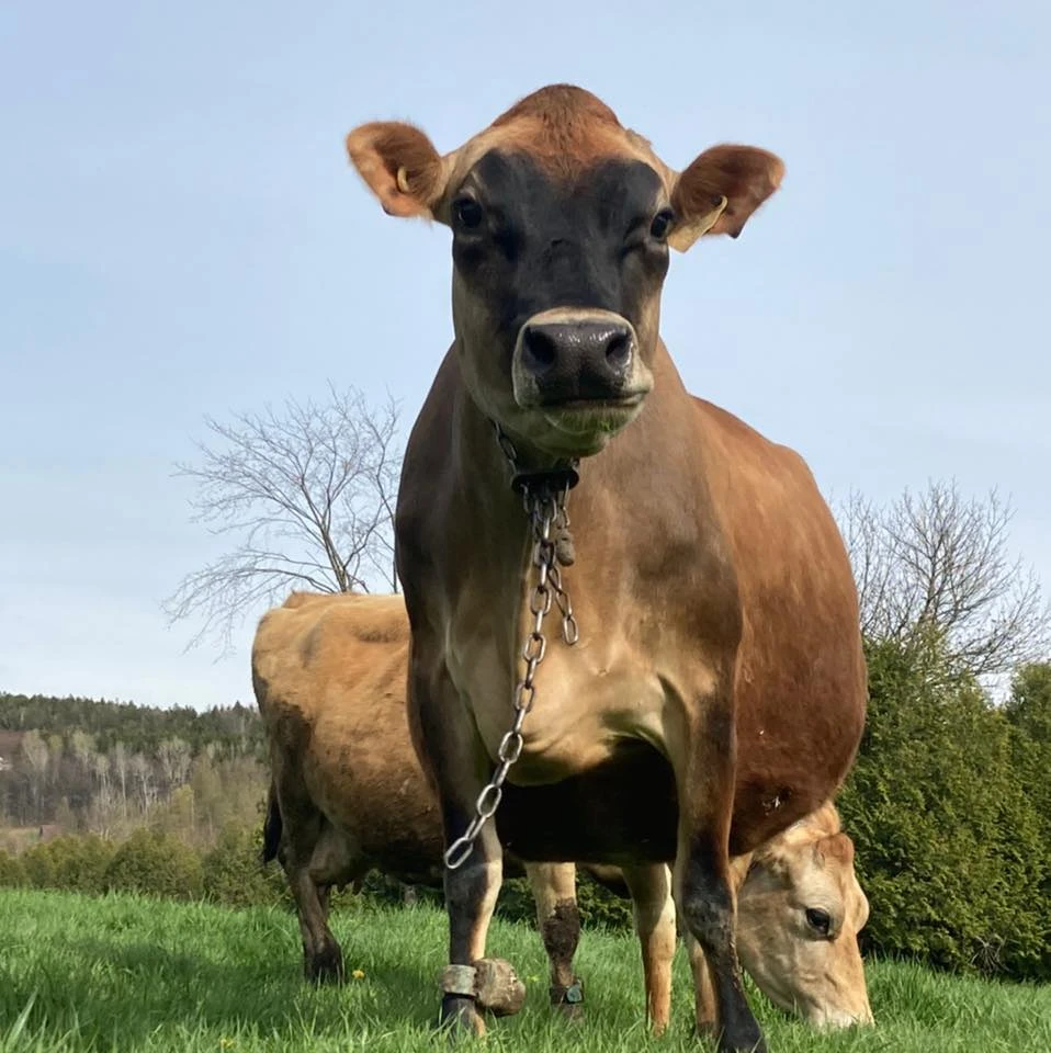 Ferme Jersbi