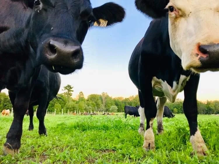 Ferme Marijoli
