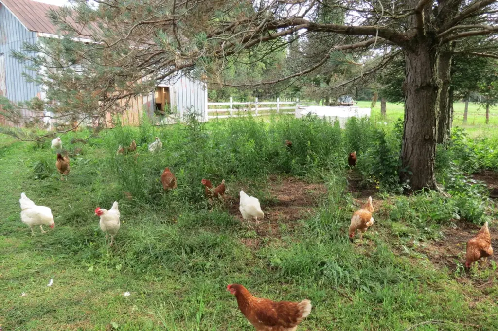 Ferme Rosa,Val-Alain