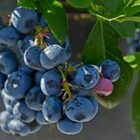 Fruit'Aki,Sainte-Croix