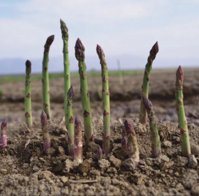Les asperges Le Miramel