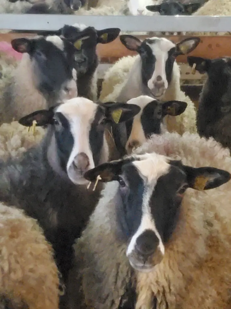 Les Fermes Audet et Moreau,Saint-Agapit