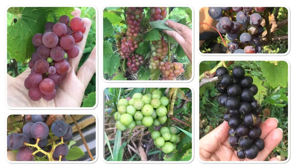 Vignoble Le 10-vin,Saint-Apollinaire