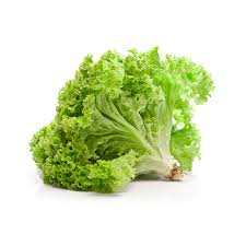 LAITUE FRISÉE - Colabor