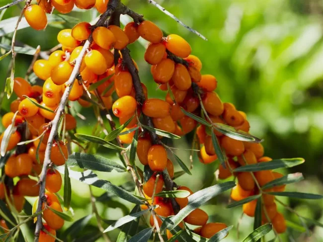 autocueillette petits fruits Lotbinière