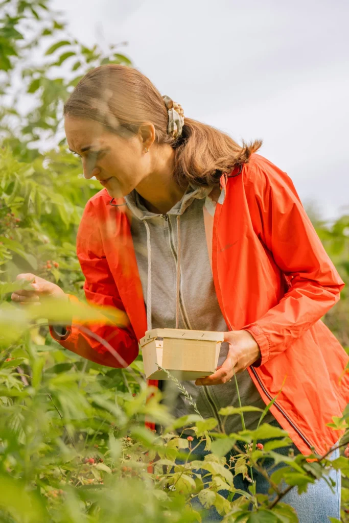 Une femme portant une veste rouge et un sweat gris cueille des framboises dans un jardin verdoyant. Elle tient une petite barquette en bois dans une main tout en sélectionnant soigneusement les fruits mûrs sur les branches. L’environnement est riche en feuillage vert, suggérant une récolte en pleine saison estivale.