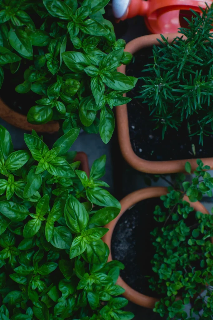 Herbes aromatiques en pots sur balcon