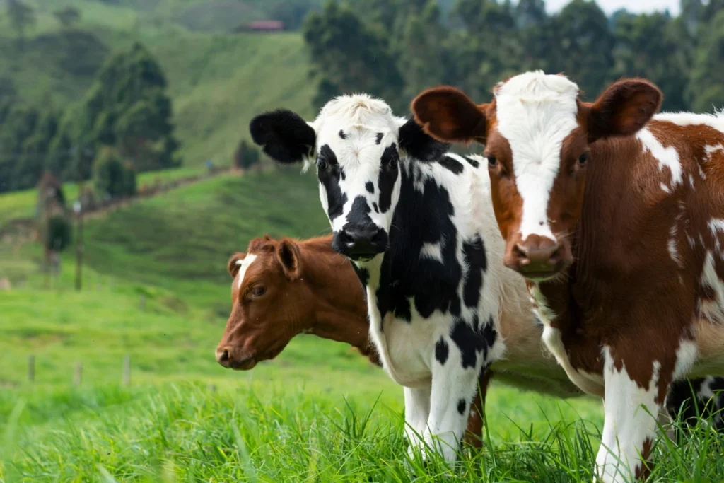 Trois vaches dans un pré verdoyant