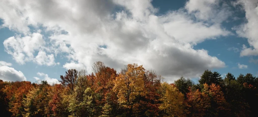 Forêt d’automne aux couleurs vives sous ciel nuageux