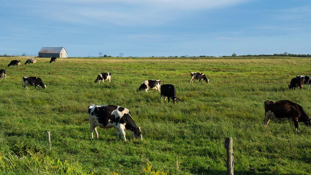 Vaches paissant dans un vaste pré verdoyant