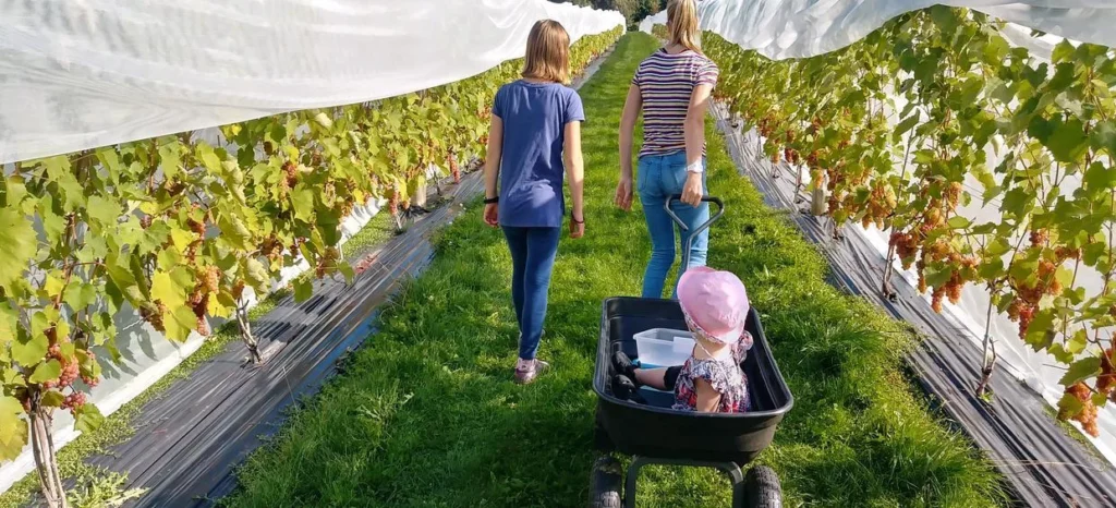 Deux femmes marchent dans une vigne avec enfant