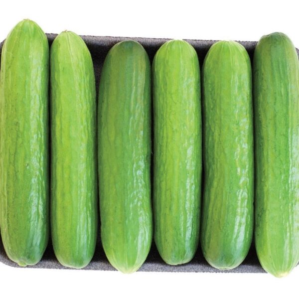 Six concombres verts alignés dans une barquette