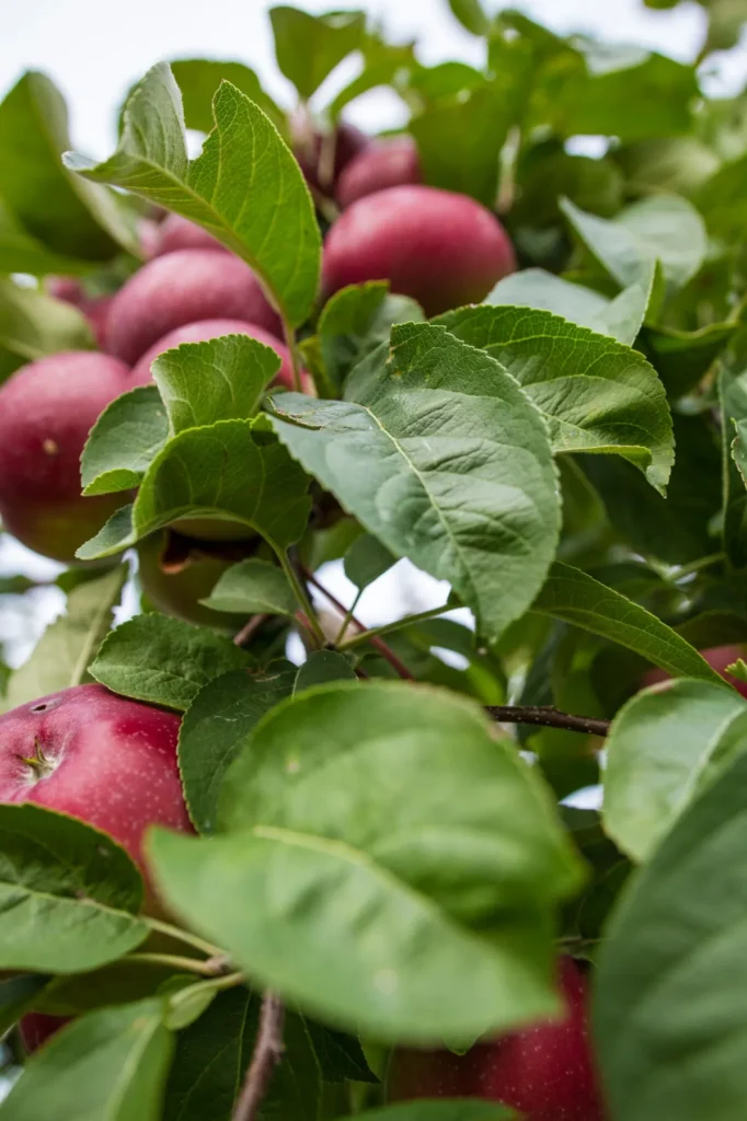 Pommes rouges sur branche feuillue