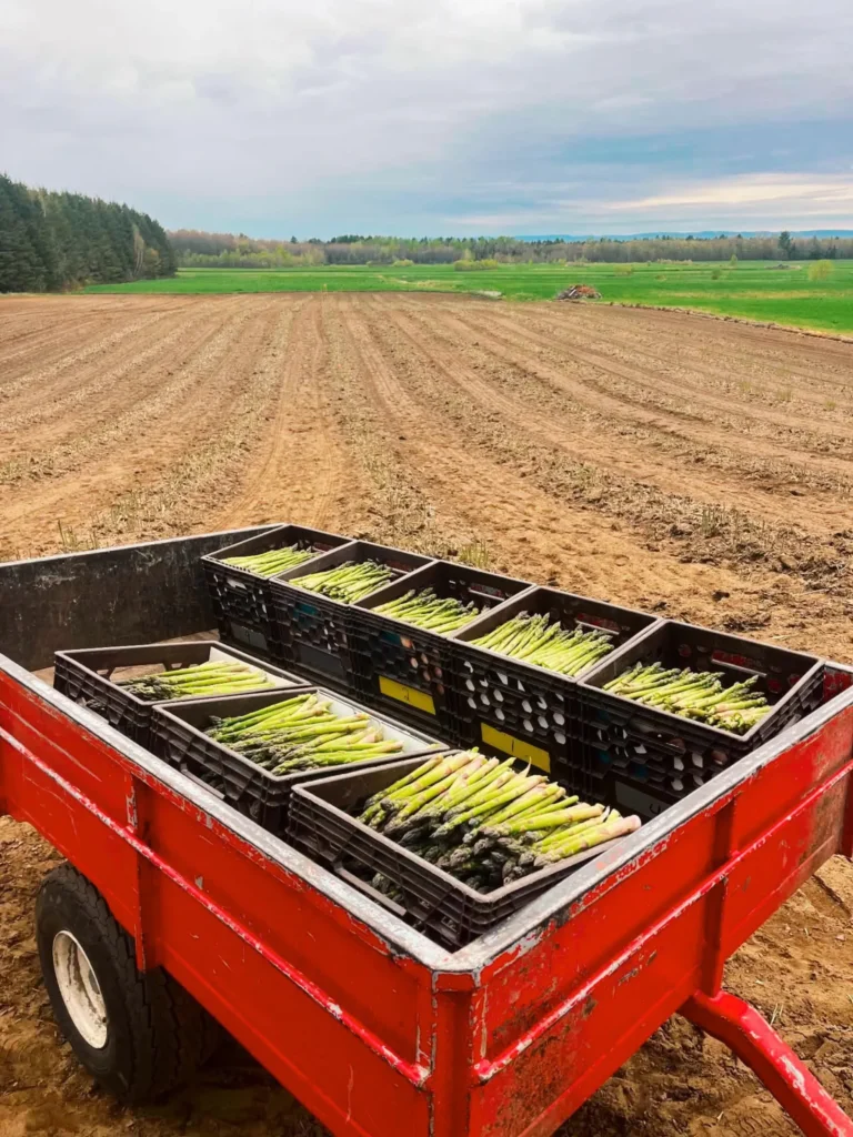 Caisses d’asperges dans remorque au champ