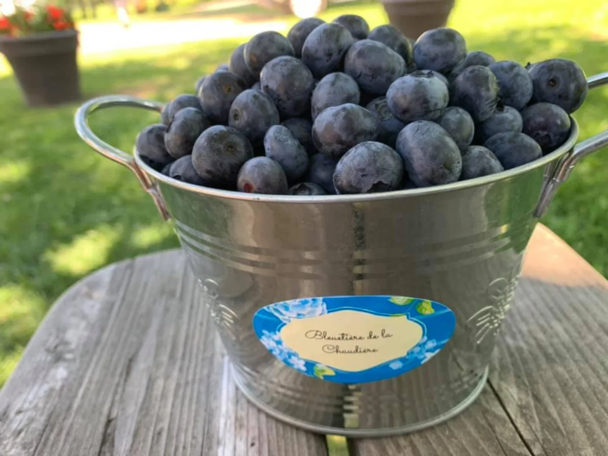 Bleuetière de La Chaudière