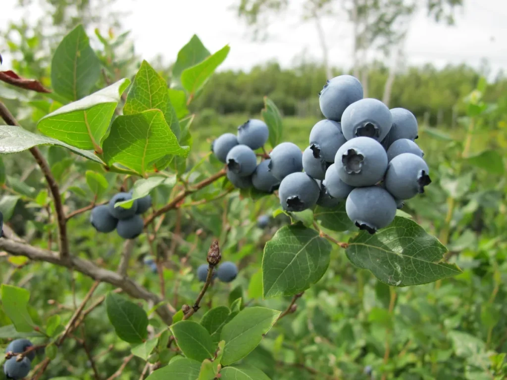 Grappes de myrtilles mûres sur arbuste vert