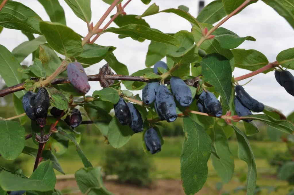 Baies bleues allongées sur branche verte