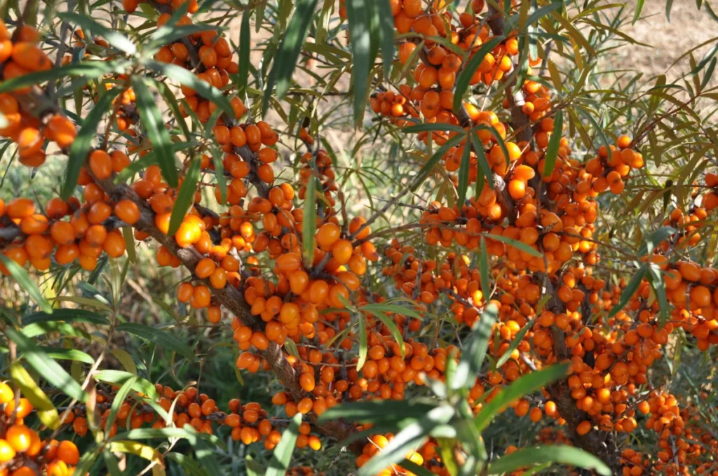 Baies d’argousier orange sur branches vertes