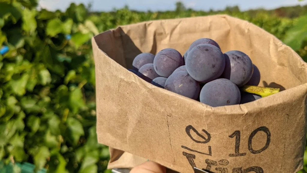 Prunes violettes dans un sac en papier