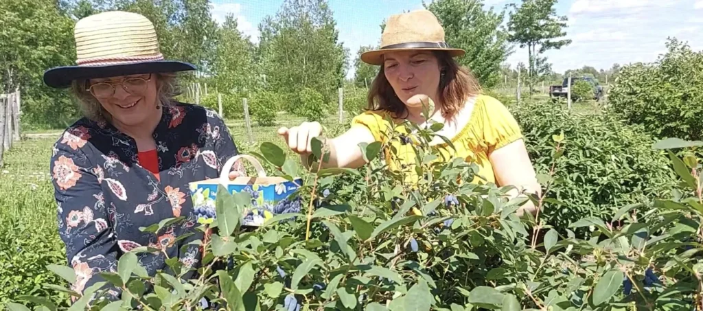 Deux femmes cueillant des myrtilles au champ