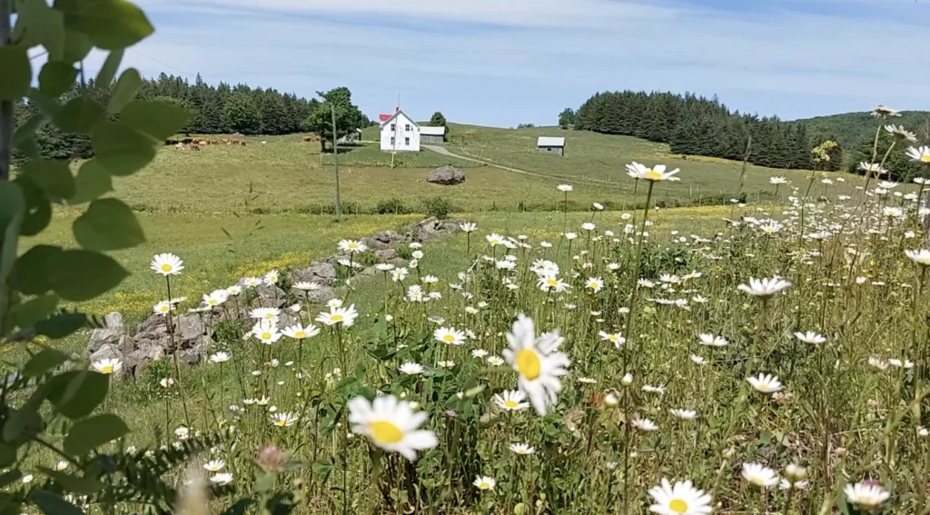 Prairie fleurie avec marguerites et ferme au loin