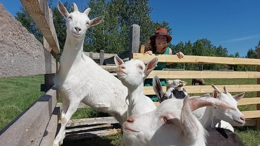 Chèvres blanches dans un enclos en bois