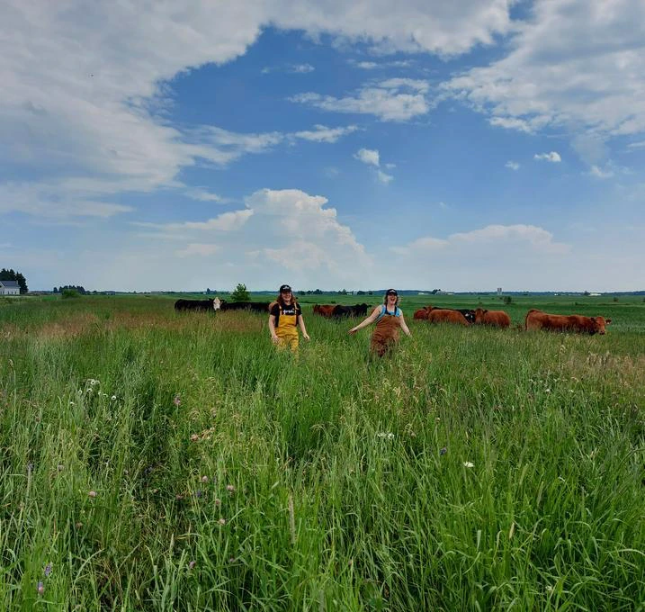 Deux personnes marchent dans un champ avec vaches
