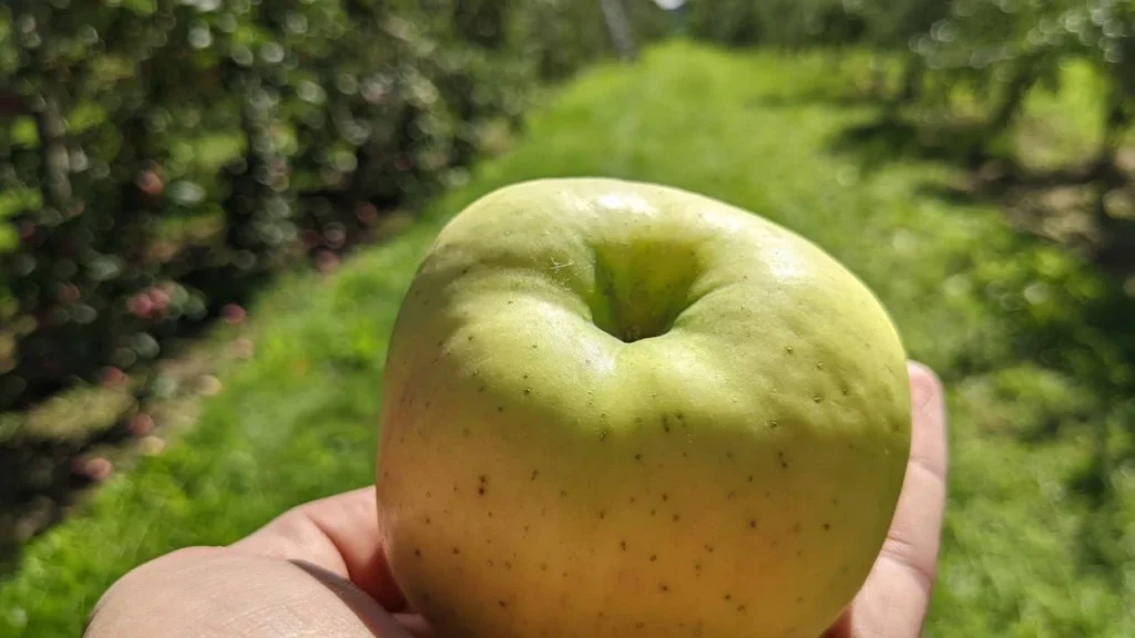 Pomme verte tenue à la main au verger