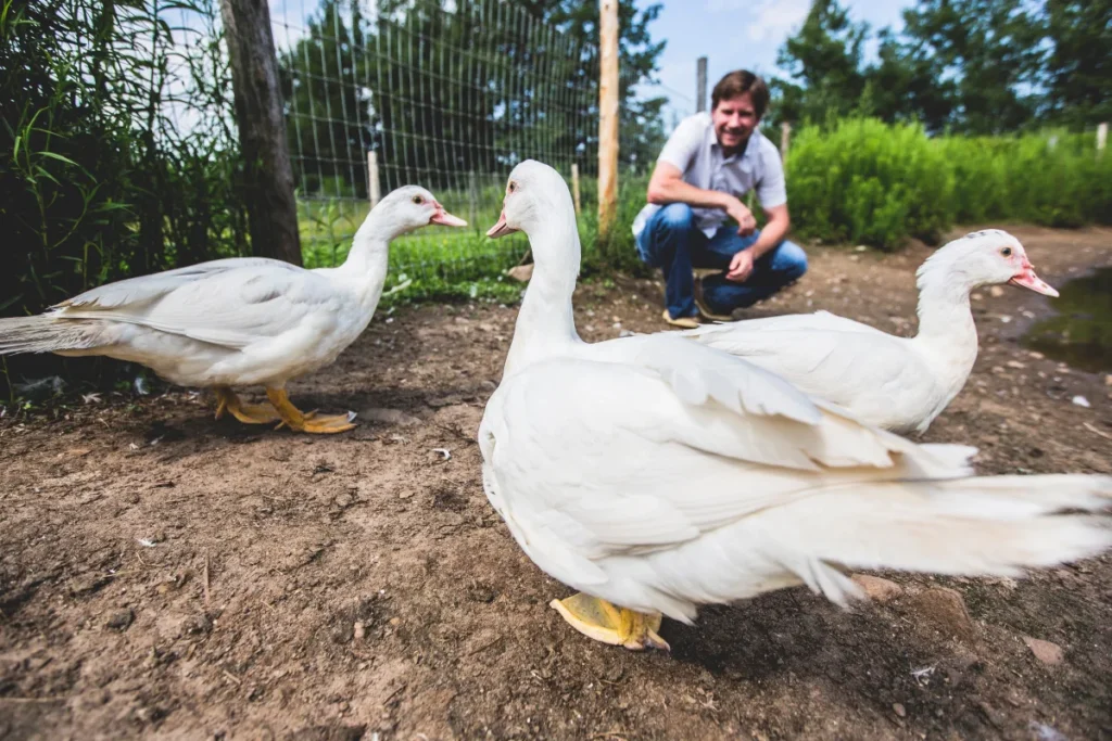 Trois canards blancs dans une ferme extérieure