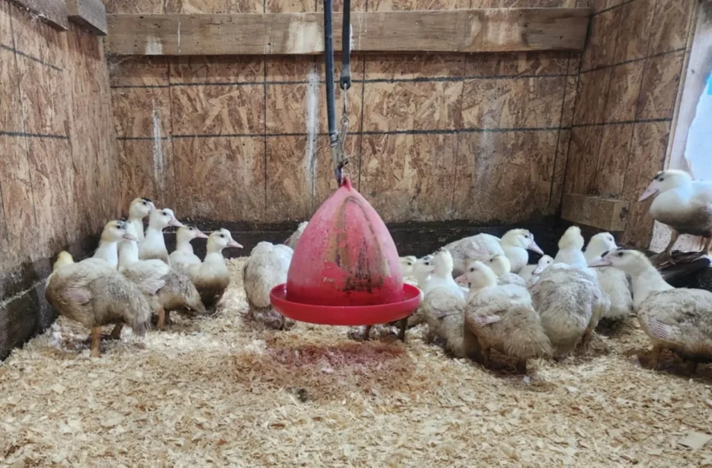 Canetons dans un poulailler autour d’une mangeoire rouge