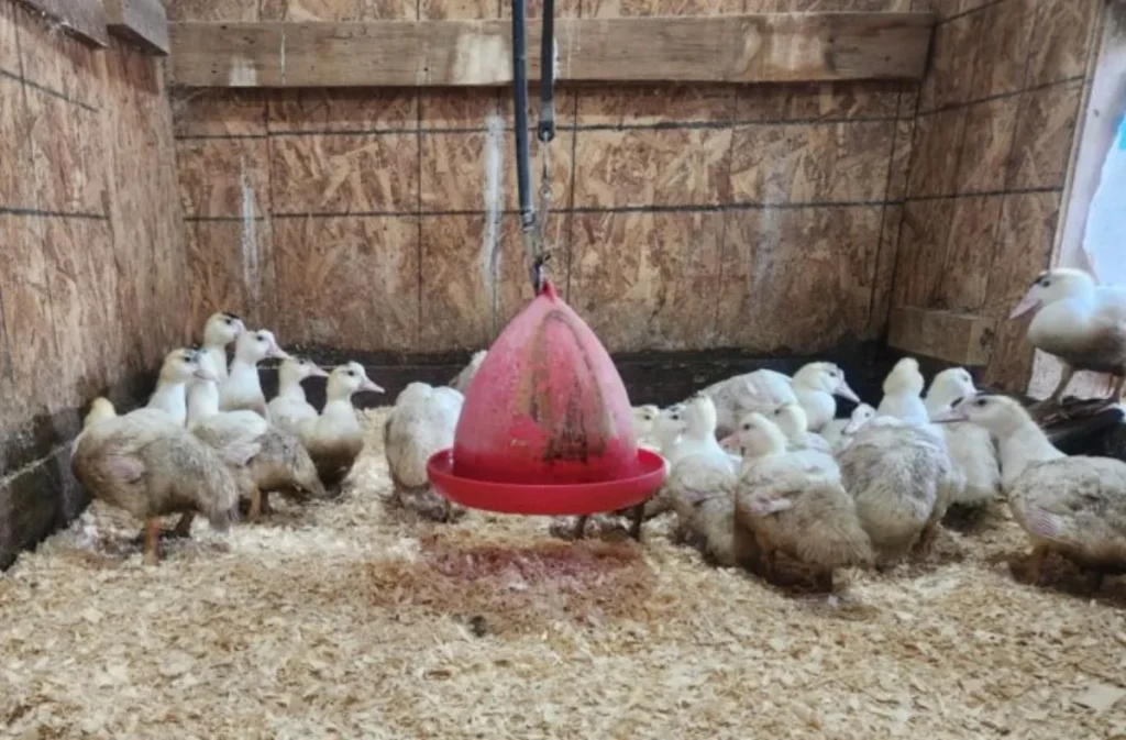 Canards blancs dans un enclos avec mangeoire rouge