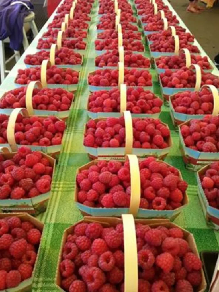 Paniers de framboises fraîches alignés sur table