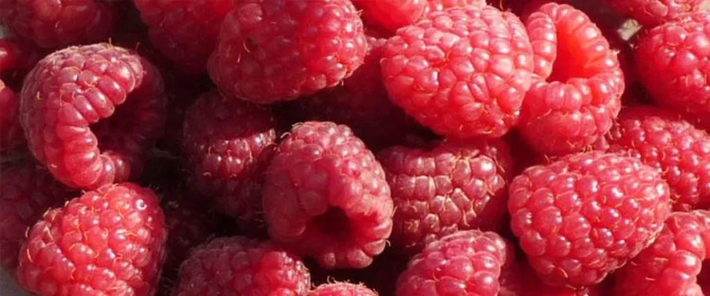 Gros plan sur des framboises fraîches rouges