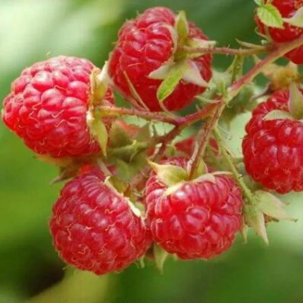 Framboises rouges mûres sur leur branche
