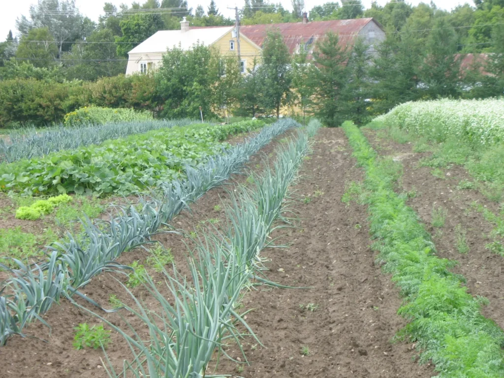 Potager avec rangées de légumes devant maison