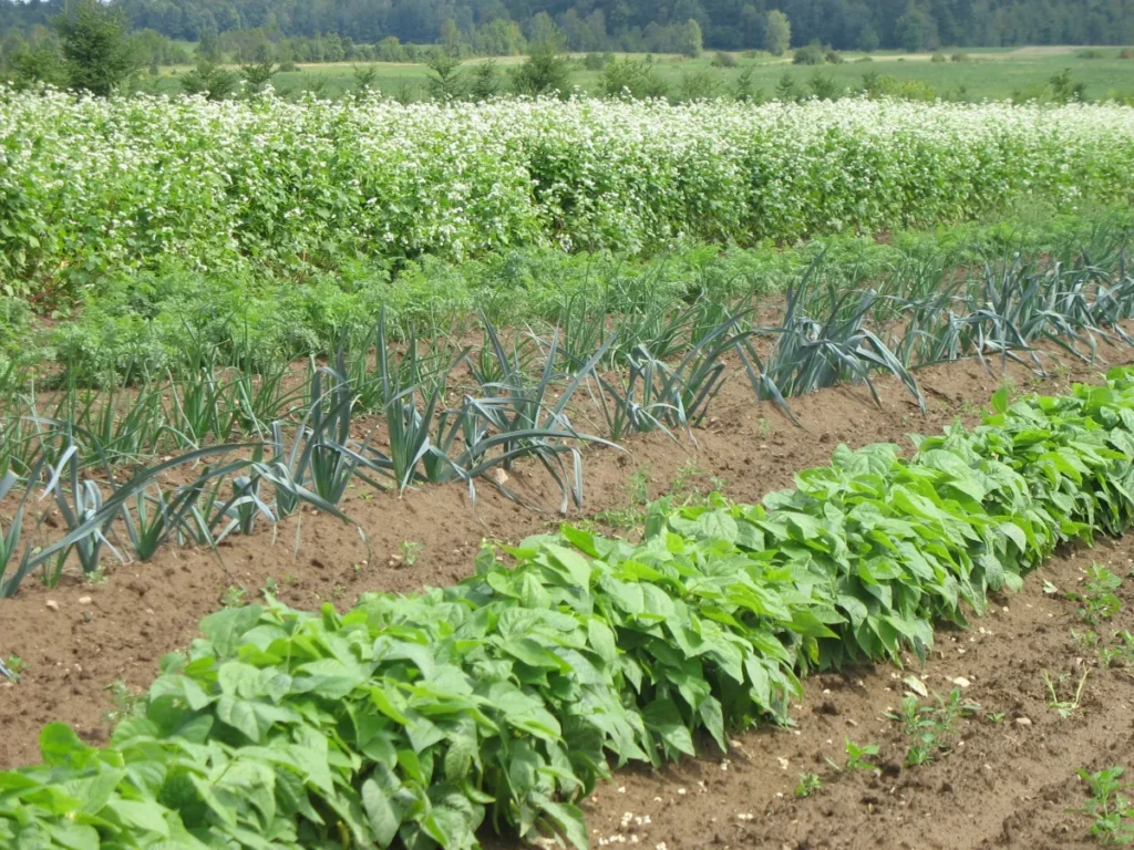 Rangées de légumes dans un potager en plein champ