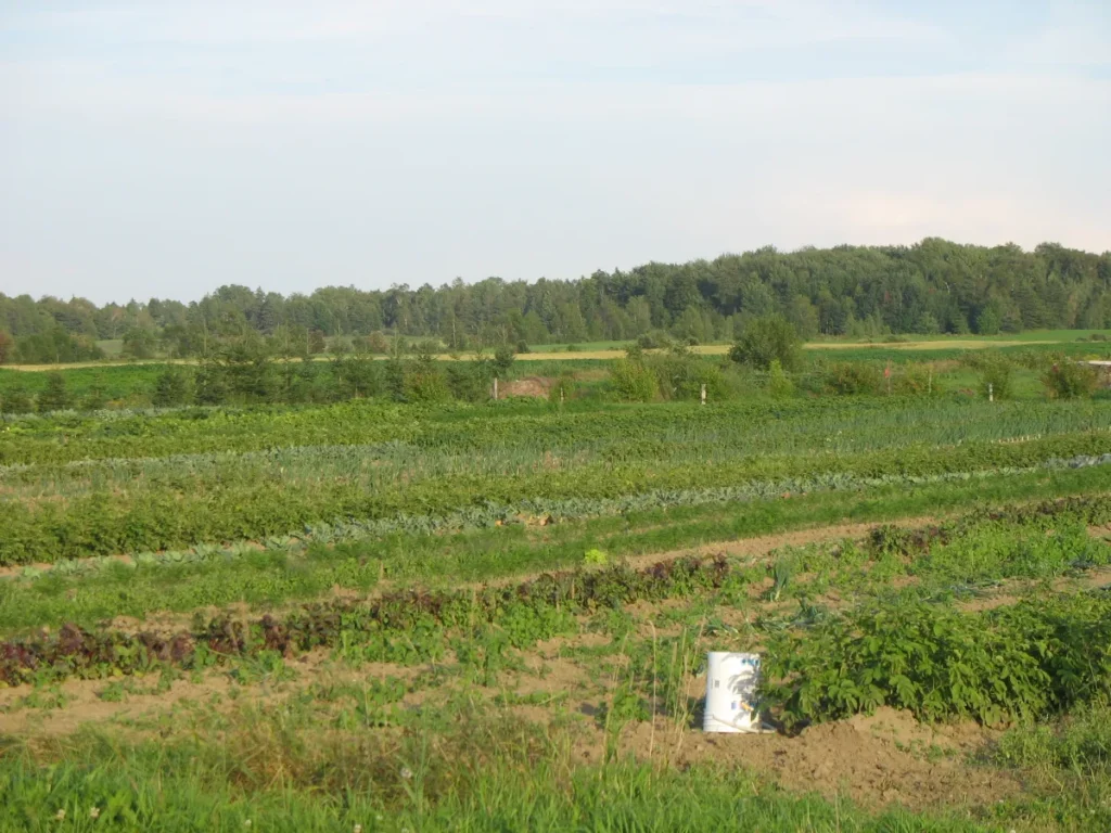 Champs agricoles verdoyants bordés par une forêt