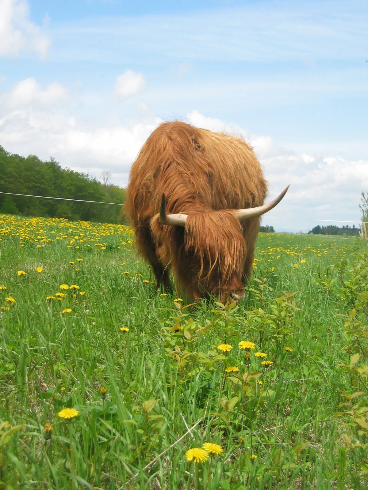 Ferme Highland Lotbinière SENC