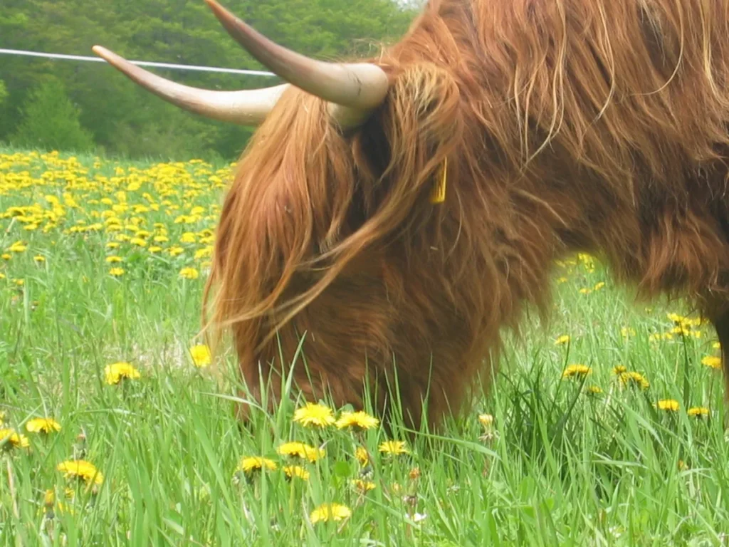 Vache Highland broutant parmi des pissenlits