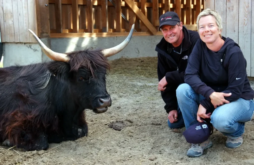 Couple posant près d’une vache Highland