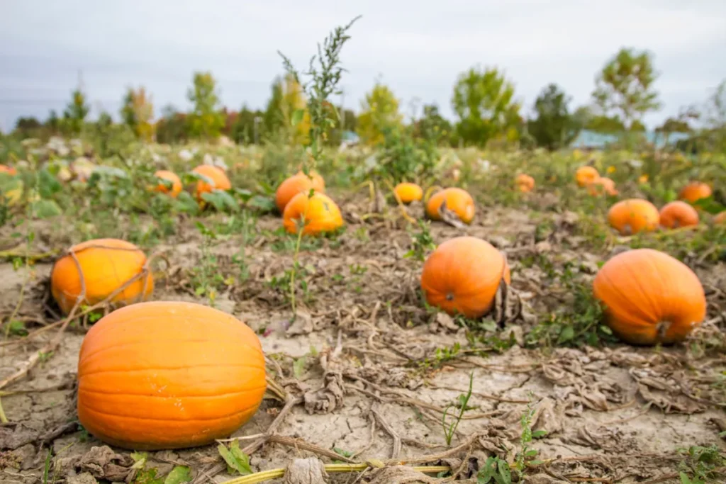 Champ de citrouilles mûres en plein air