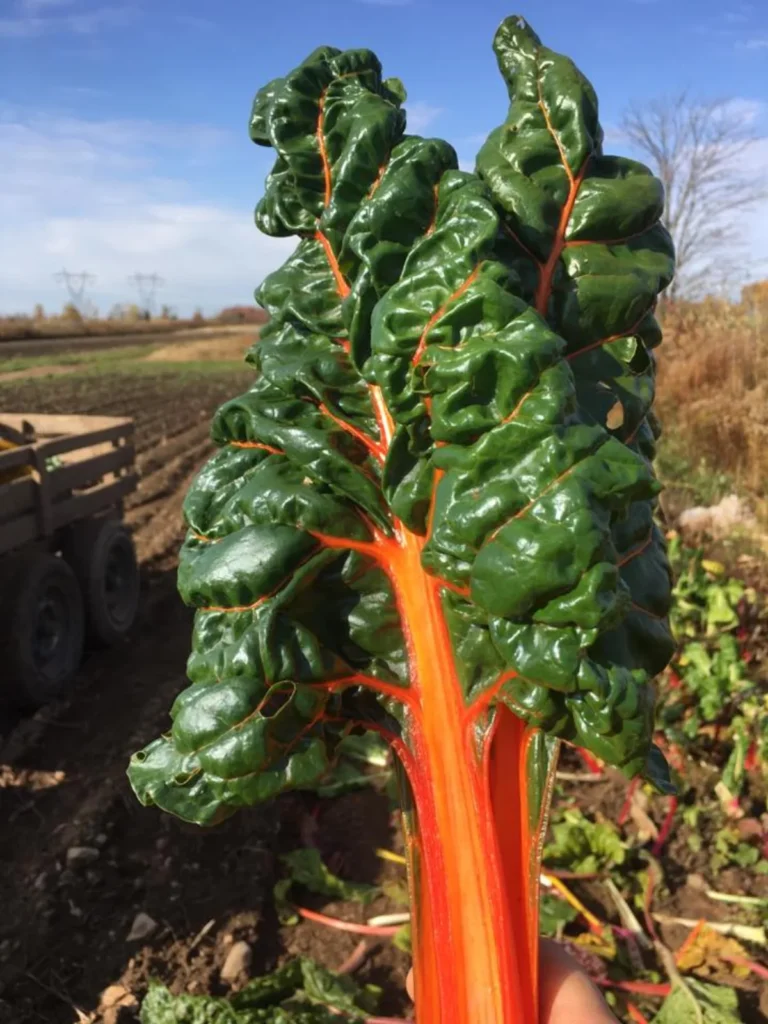 Blette aux tiges orange dans un champ