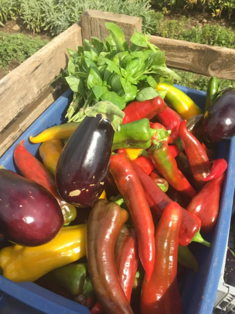 Cagette de légumes frais : aubergines et piments colorés