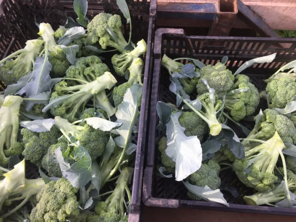 Caisses remplies de brocolis frais récoltés