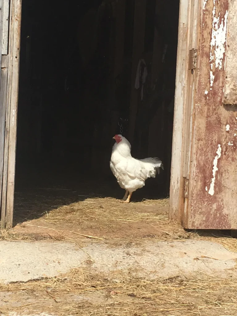 Poule blanche à l'entrée d'une grange