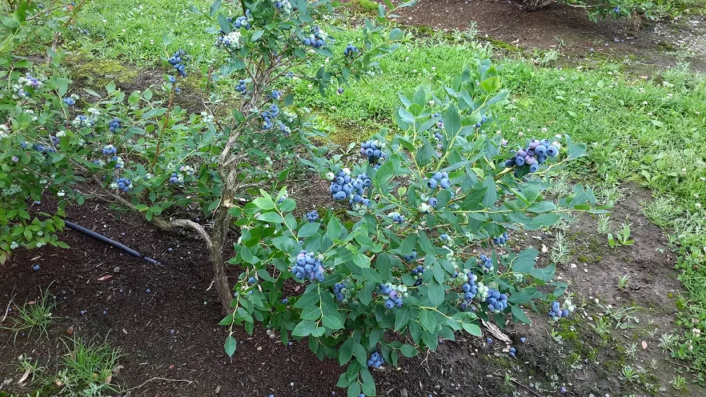 Buisson de myrtilles chargé de fruits mûrs